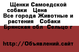 Щенки Самоедской собаки › Цена ­ 25 000 - Все города Животные и растения » Собаки   . Брянская обл.,Сельцо г.